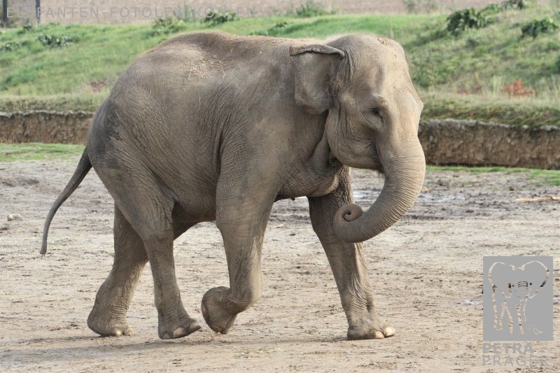 Praya ( Preya) -> Petra Prager - elefanten-fotolexikon.de