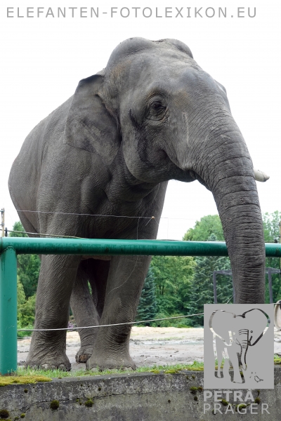 Ned  (George - Crooked)