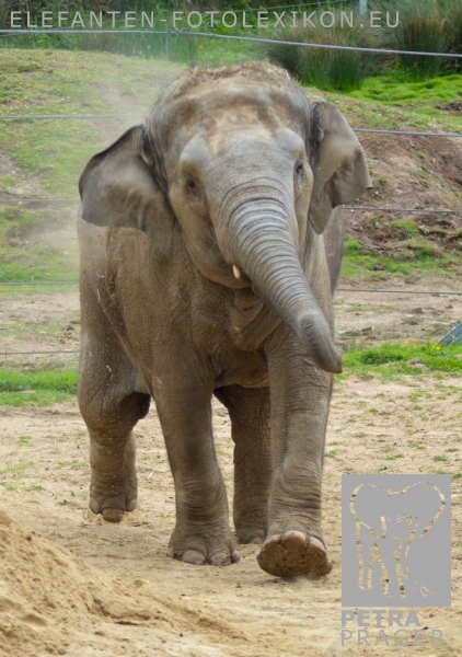 Esha