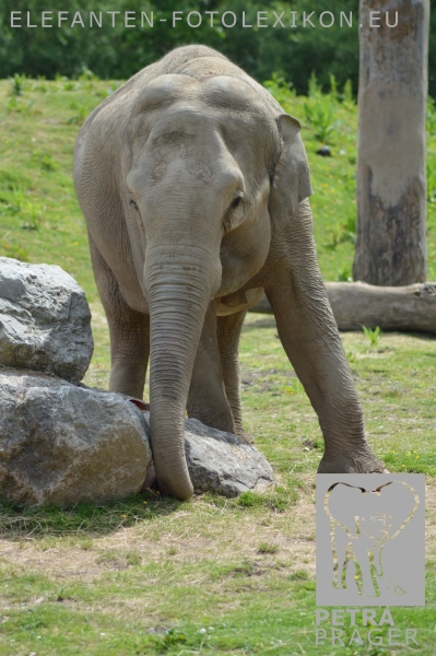 Tara
