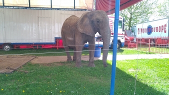 Szamba (Samba Tanya, Tania)