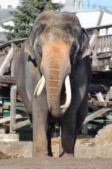 Mekong