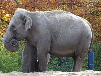 File:Yasmin and Bernahardine elephants Dublin Zoo 2007.JPG - Wikipedia