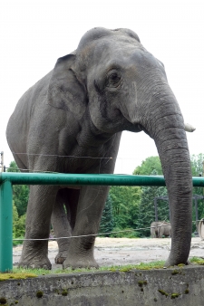 Ned  (George - Crooked)