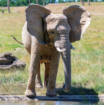 Kali