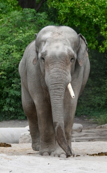Namsai