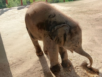 Max