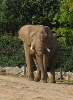 Tembo